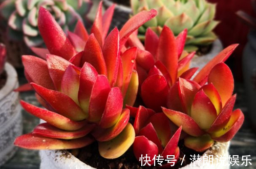 此花是花丛中绚丽火焰，艳丽缤纷，似冬日的一把火，让人奋起直追