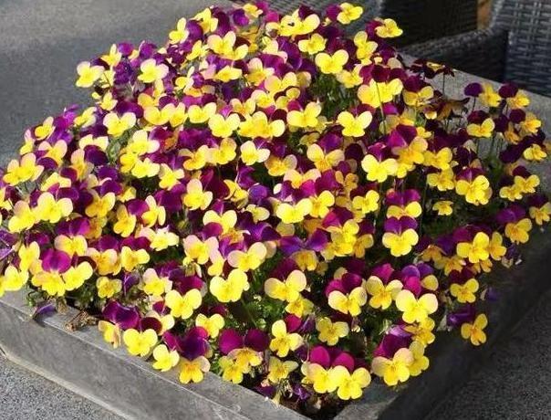 芒果皮|养花就用它做花肥,半年追加一次,比柳枝水、阿司匹林实用