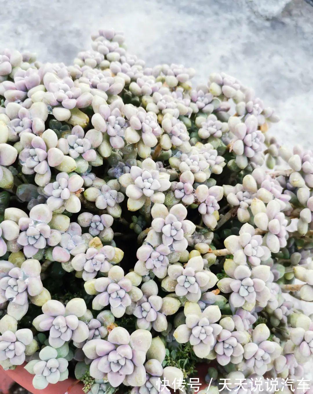 一个多肉小叶片,3个月后养爆盆,咋养的