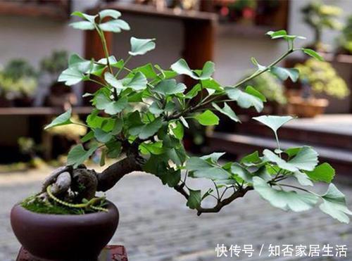 佳品|3种漂亮盆景,2年长成老桩,高端大气上档次,是家庭盆栽佳品