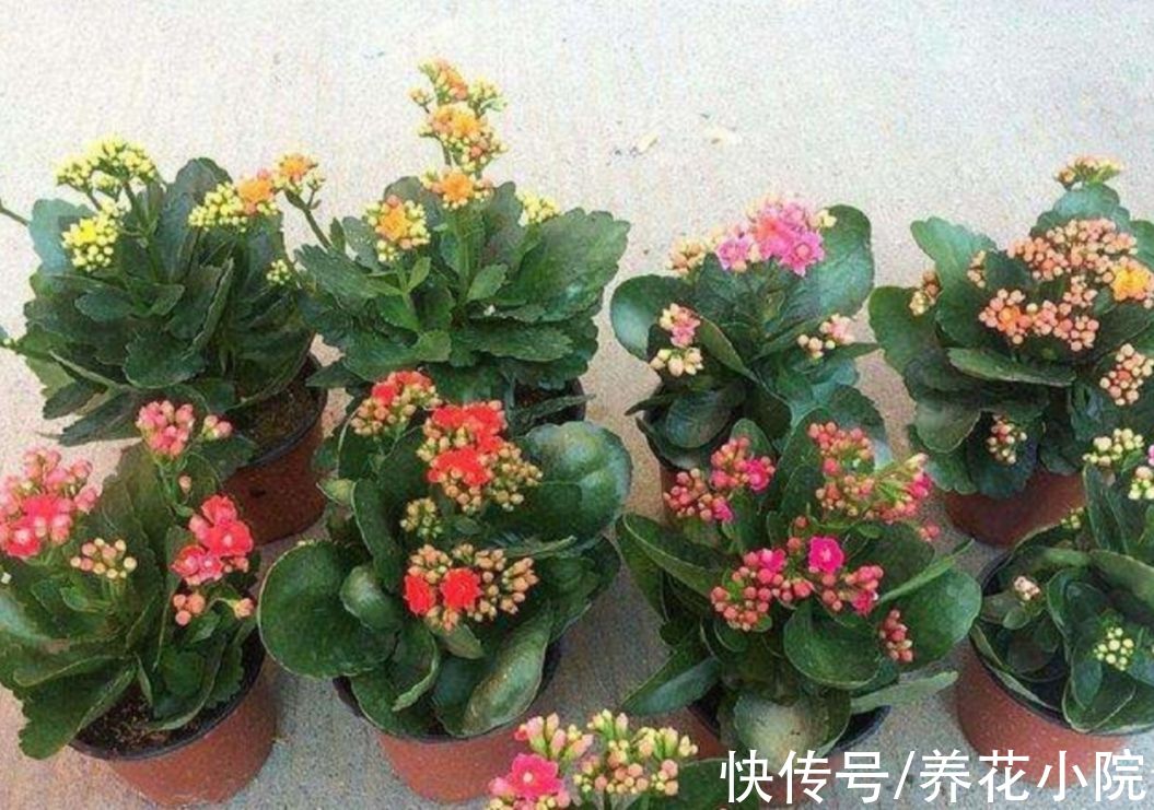 10月养长寿花，盆里撒上3种“小东西”，让花苞长得更多