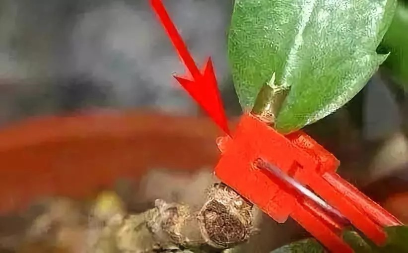 芽点|这东西和蟹爪兰天生一对,嫁接百分百活,轻松变身蟹爪兰大树!