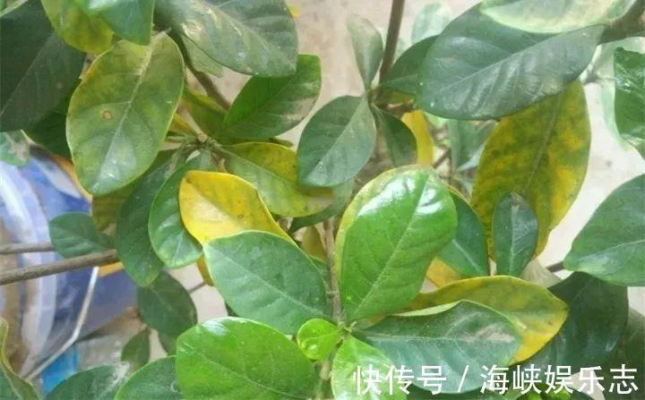 施肥|新手养花不用愁,给你支3招,烂根也能救过来!