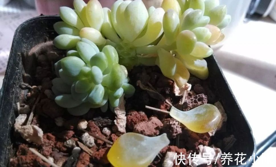 5种常见的“花卉植物”,总是出现烂根,原来问题出在浇水上