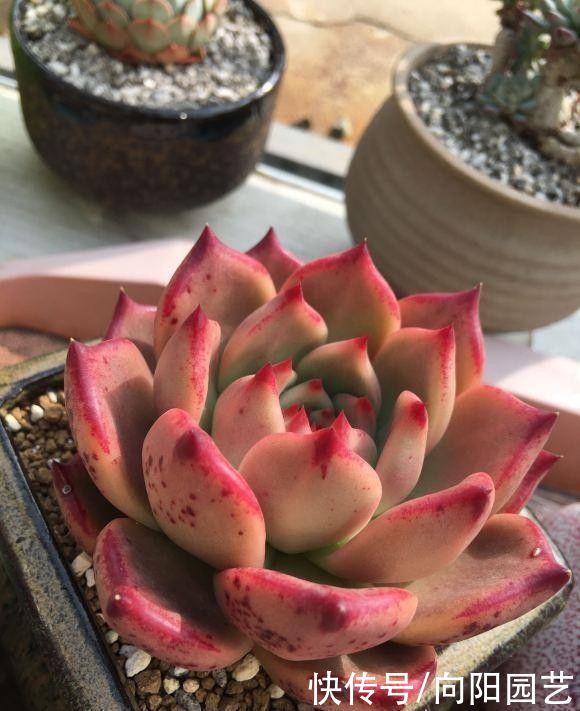 室内养多肉，不建议大家养“群生”，容易出问题，很快变光杆