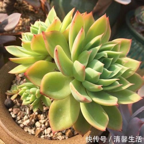 多肉植物|现在开始,养多肉植物给它浇一种水,一个月胖一圈