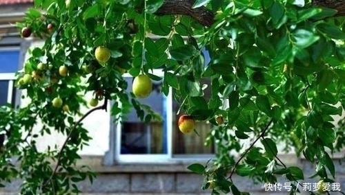 梧桐树|家里种树,讲究大,5种树旺宅,3种树不能栽,你知道是什么吗?