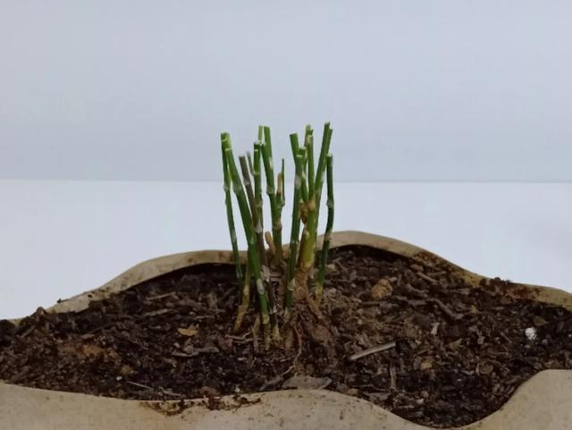 叶子|嫌花长的丑,趁现在砍头,满盆都是新叶子!