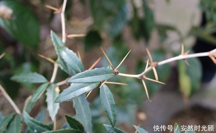 农村一种树,浑身长刺,但根部价值却极为珍贵,可抑菌抗肿瘤