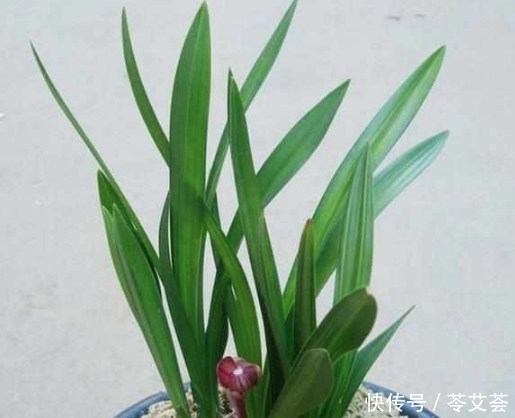 人工菌|兰花上盆时做好这2点,小芽蹭蹭的疯长,很快就能开花爆盆