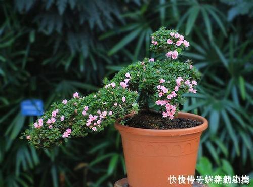 花养不好不是太懒,而是方法错误,这几个坑你知道吗