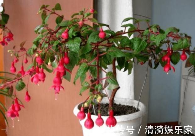 土壤|这10种花夏天“晒不得”,一见强光就黄叶,赶紧搬回家