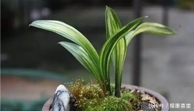 兰花|盆栽兰花 有这5种情况必须赶快换盆