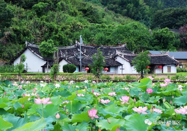 荷花池|荷花、水稻、看云卷云舒，华安土楼的夏天，总有一样打动你