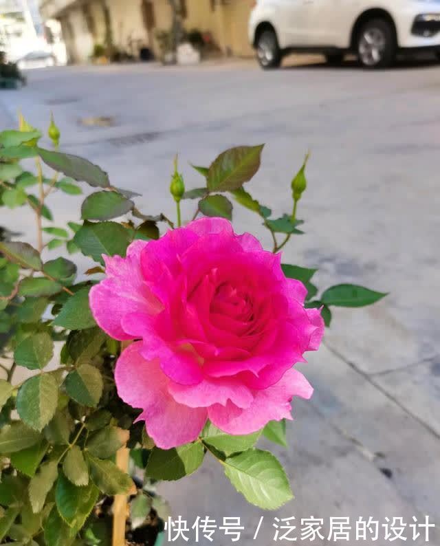 天方夜谭—盆栽花卉“新宠”,花似牡丹,又美又香,四季有花看