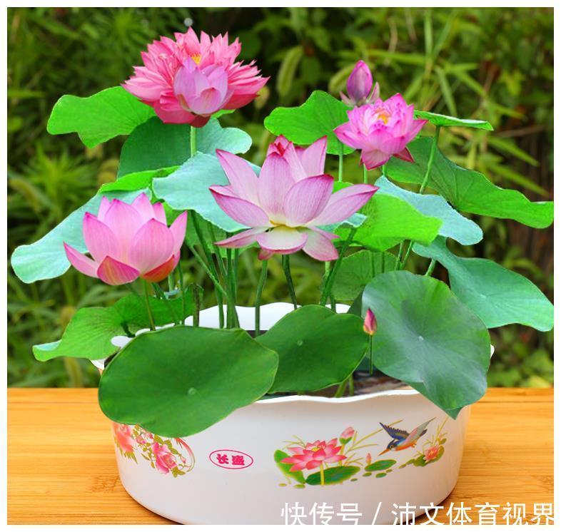 丽花|有阳台的花友，夏季都养8种花，把家养成了“花海”，太美了