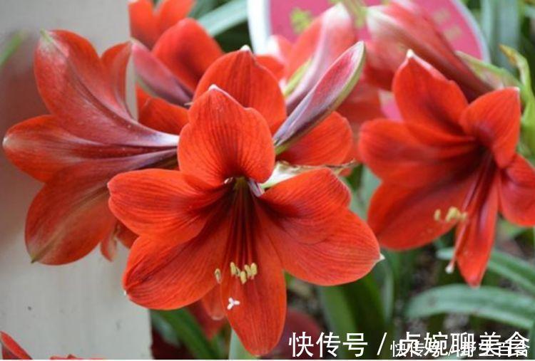 养花就养这几款，全年开花不停，四季有花开，花香四溢飘满屋