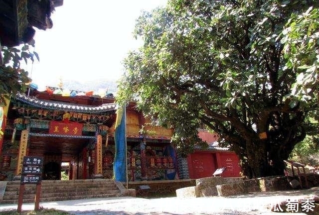 这6种花的寿命很长,养成“老桩”后,价值大增,越老“越值钱”