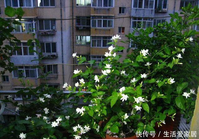 螨虫、细菌最“厌恶”的3种花,赶紧养1盆,烦恼“消除”身体棒