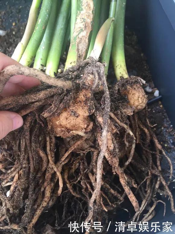 养花|养花技巧6种花须用小盆“挤着养”,控水好、长得旺!