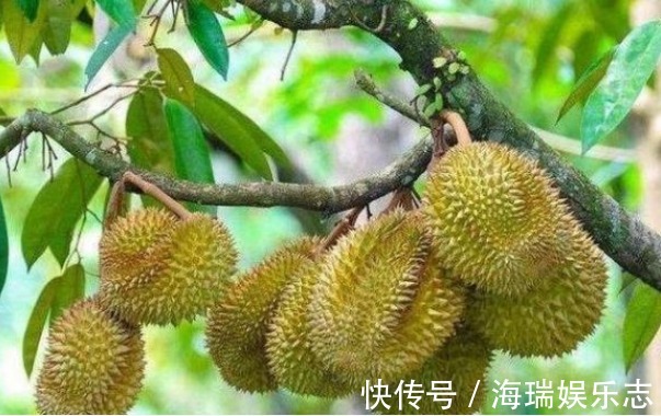 榴莲树|被誉为“水果之王”的榴莲,果农怎样收获优质高产,只需掌握五点