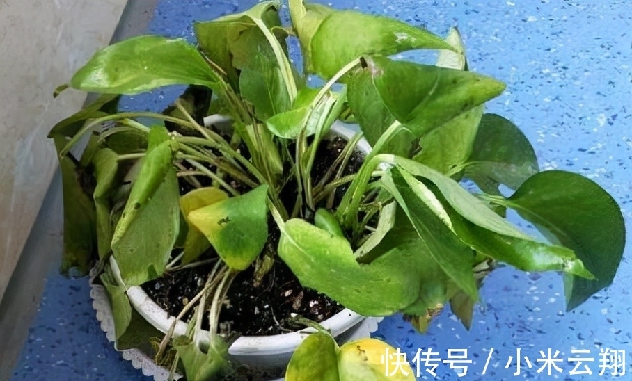 绿萝烂根的原因,如何预防?你永远也不知道的行业秘密