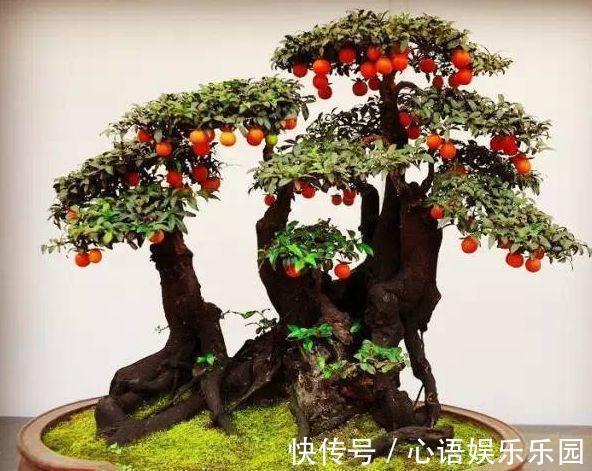 富贵竹|有钱人爱养的3种花,好看又聚财,难怪越来越有钱