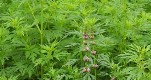  食物|超市最为常见的3种食物，值得天天吃一些，排毒养肝、美白护肤