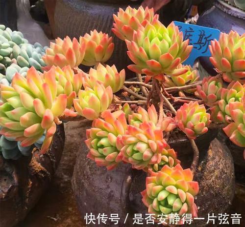 墩子|多肉马库斯真皮实，夏天不休眠，好养好看长成群生肉墩子