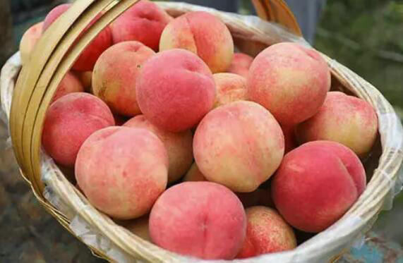 柠檬汁|?它是“天下第一果”,生吃解馋,熟吃食疗效果翻倍