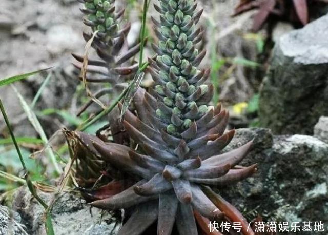 1种“无根草”,长在瓦房上,别去“拔掉”,看见要保护起来!