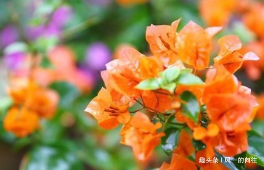 谁说三角梅不开花学会这几个小技巧,一直开花到来年