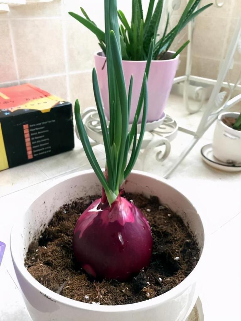 香菜|养花难就种菜,五种“再生菜”养起来,一茬接一茬,收获满满