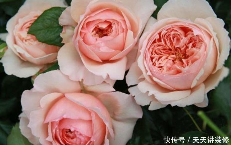 4款艳美的花卉,花大色艳花期长,美观又大气,花色艳丽灿烂无双