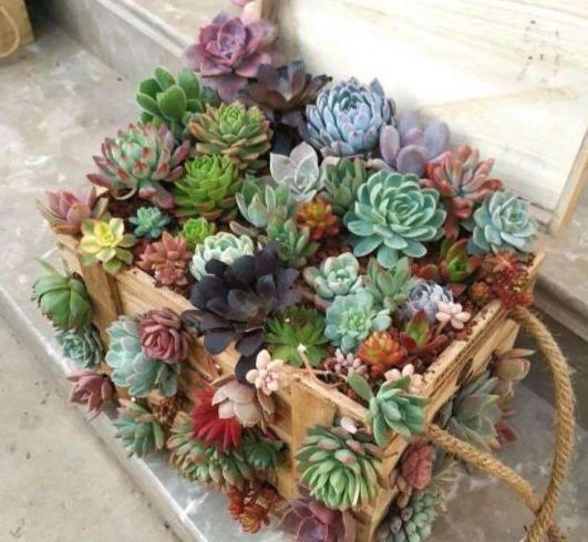 给''砍头''多肉摘老叶，调整这3方面供给，侧芽个个长成小莲花