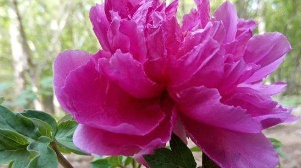 牡丹|夏天别再买这4种花了,白花钱,成活率低得可怜