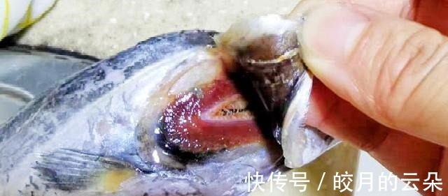 段儿|买带鱼,牢记“4买4不买”,条条肉嫩饱满,鱼腥味儿小,好吃新鲜!