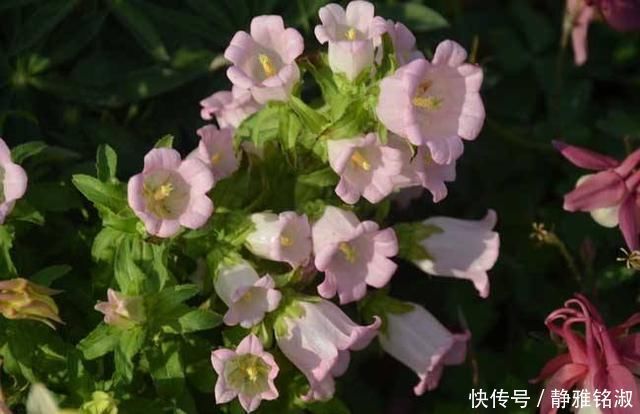 买4种花要想好，都是“1次性”花，开败了也就该扔了