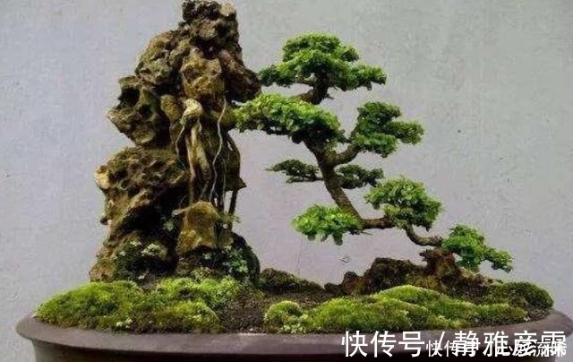 舍利干|盆栽案例欣赏,最贵的是舍利干,桃花类的美极了!