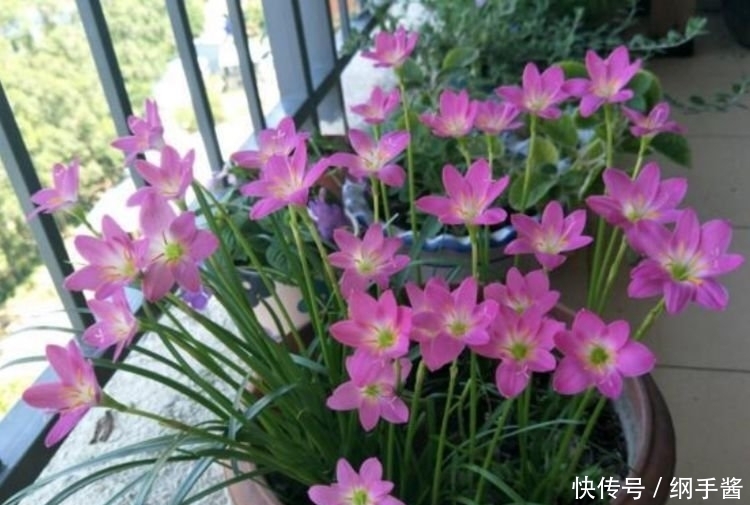 4种花养家里,看了就让人沉醉,年年开花不断,美!