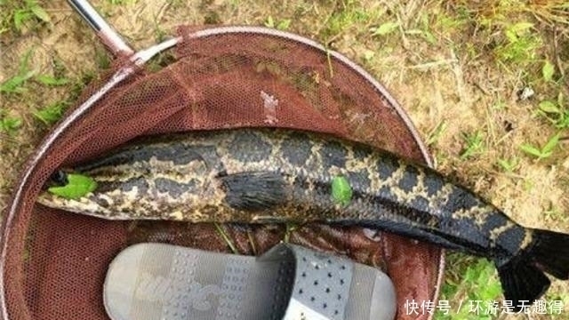 过瘾|到了六月,黑鱼我就喜欢这样钓,三天两头钓一次,特过瘾