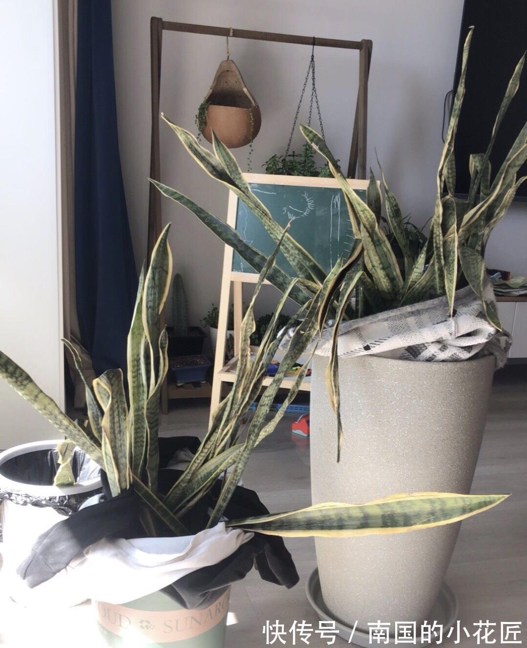 发芽|养了1年虎皮兰，不长叶、不发芽？可能是3个原因导致