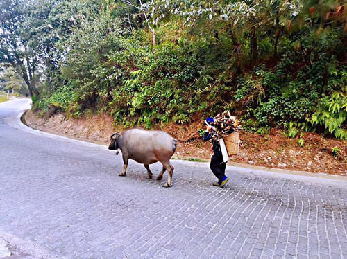 名气|游箐口梯田和哈尼族民俗村,品哈尼族美食,发现村民建房竟然可以不花钱