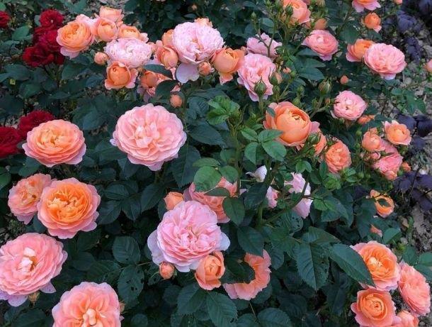 芍药花|养花就养4种花，家里养一盆，开花漂亮一年不停，越养越喜欢