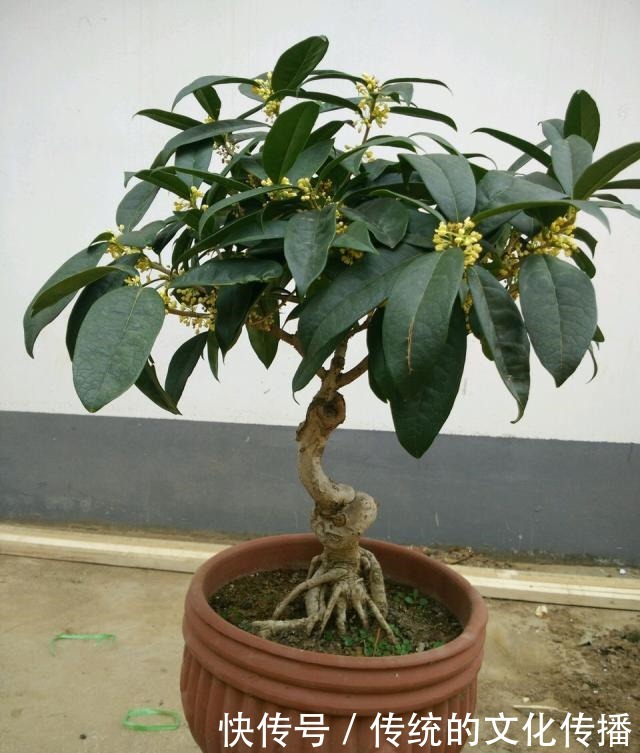 此花能当“传家宝”,一样就是几十年,老桩粗、叶子密!
