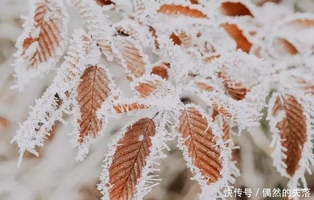  百花|春有百花秋有月，冬日最美是什么