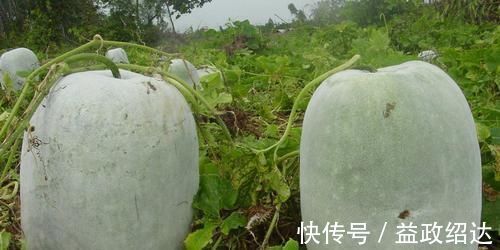 甲状腺肿大|冬瓜和此物一起煮，湿气没了，睡眠也好了，不想每天疲惫不堪试试