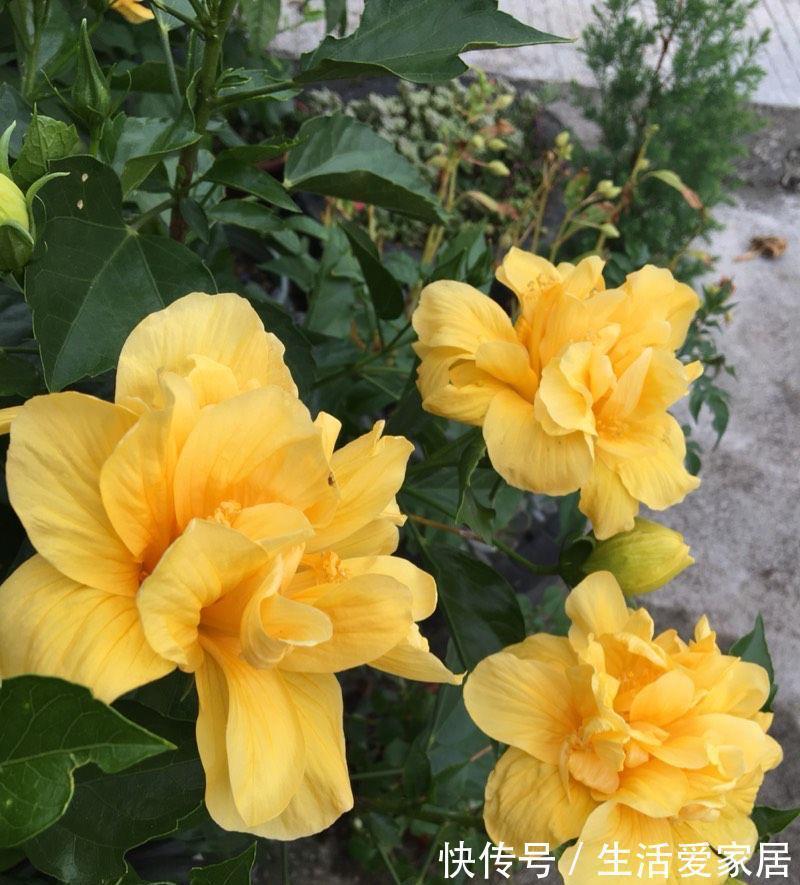 4种喜光花卉,越是多晒太阳,越是花繁叶茂,鲜艳貌美