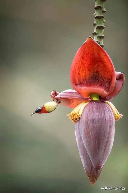 教程@图文教程——芭蕉画法