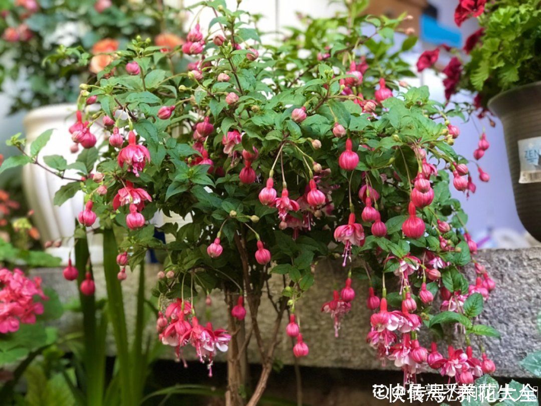 浇水|倒挂金钟长成一棵树，年年都开花，咋养的？